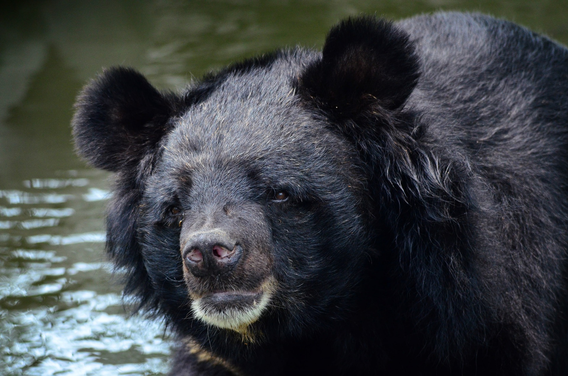 Sauvons les ours des griffes de l'Homme : quels gestes peut-on adopter à  notre échelle ? 
