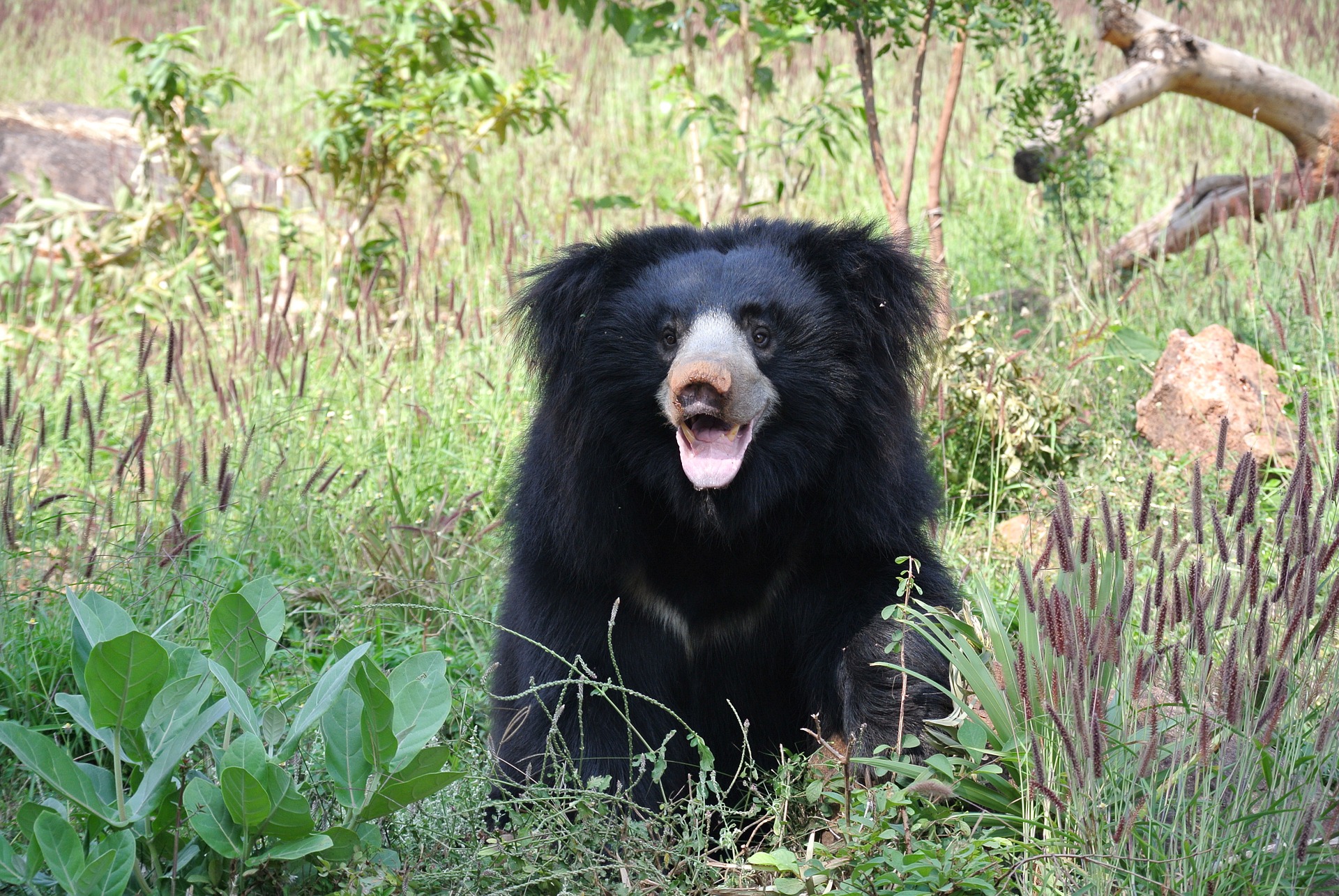 L'Ours Brun, le plus grand des ours