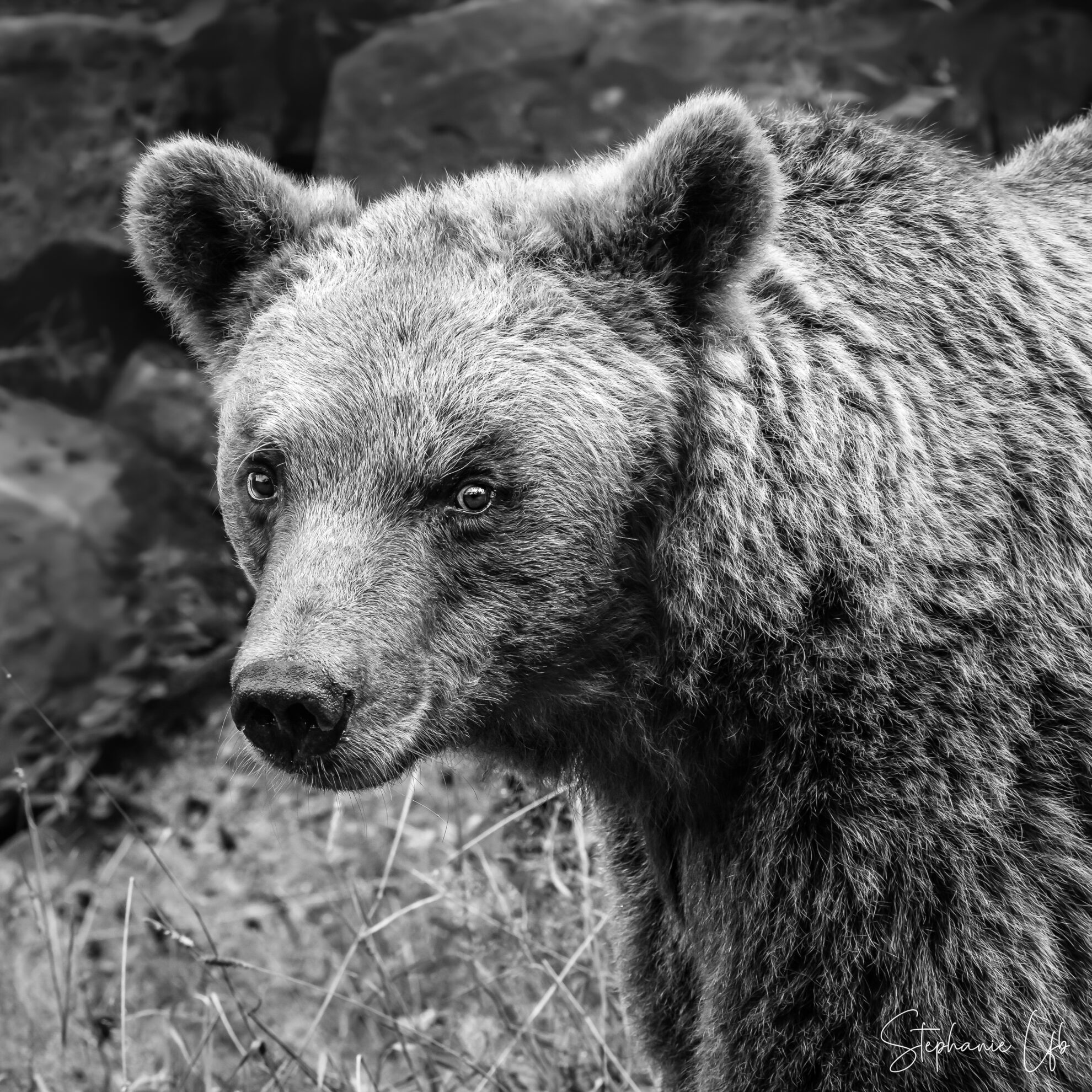Tirage D art Coll Alu Ourse Franca Journ e Mondiale Pour Sauver Les Ours tirage-d-art-coll-alu-ourse-franca-journ-e-mondiale-pour-sauver-les-ours